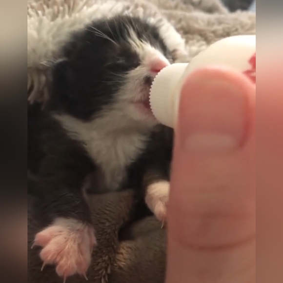 Chemo Treatments for My 3 year old cat, Lrrr - Picture 2 of 12